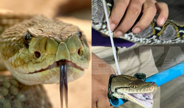 Tailandda rusiyalı turistlərin qaldığı hotelə nəhəng ilan girdi