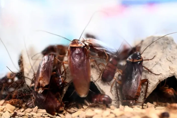 İyrəndiyimiz tarakan həm gözəllik, həm də sağlamlıq mənbəyi imiş