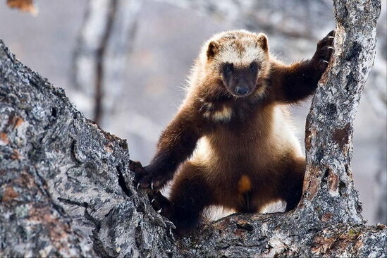 Qoruğun kamerası çox nadir görünən heyvanı qeydə aldı - FOTO/VİDEO