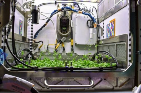 Tək adam üçün birgünlük yemək 26 min dollara: Avropa kosmosda qida istehsalını sınaqdan keçirir