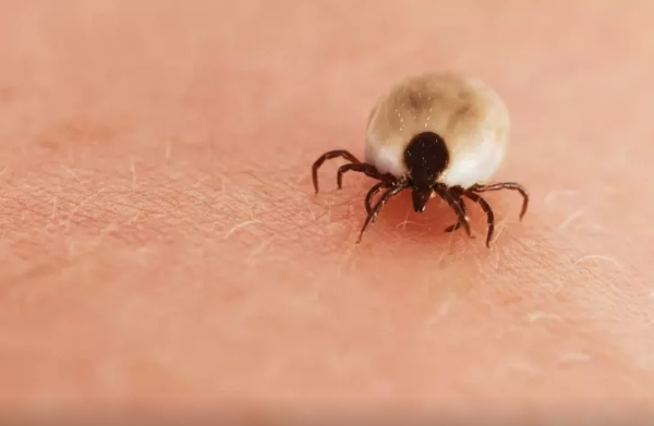 Nə peyvəndi var, nə də müalicəsi: Yeni ölümcül virus
