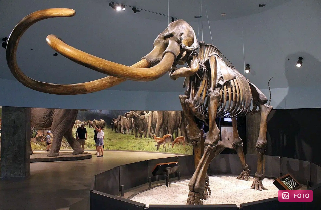 Texasda nəhəng mamontun kəlləsi tapıldı