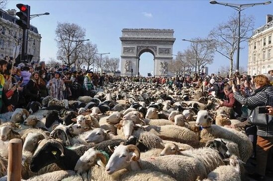 Parisin mərkəzi küçəsini qoyunlar zəbt etdi