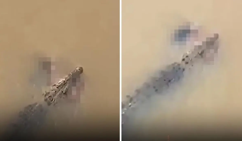 Hindistanda timsah çayda çimən qadını suya dartıb öldürdü - VİDEO