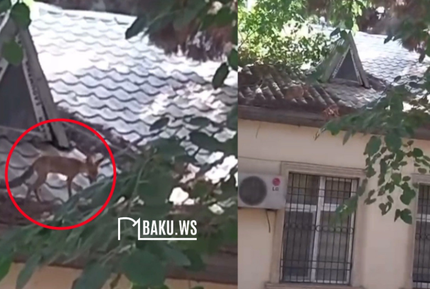 Bakıda uşaq bağçasının damında tülkü gəzir - ANBAAN VİDEO