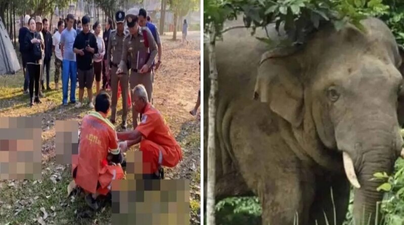 Vəhşi filin hücumuna məruz qalan turist faciəli şəkildə həyatını itirdi