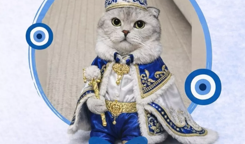 "Duman" adlı pişiyin qısırlaşdırma mərasimini sünnət toyu kimi qeyd etdilər