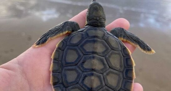 Sahildə yüzlərlə ölü tısbağa tapıldı