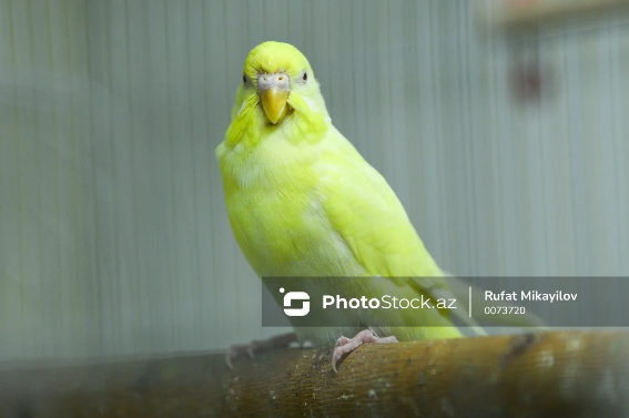Tutuquşularla bağlı tədqiqat maraqlı məqamları üzə çıxardı - Elmi araşdırma