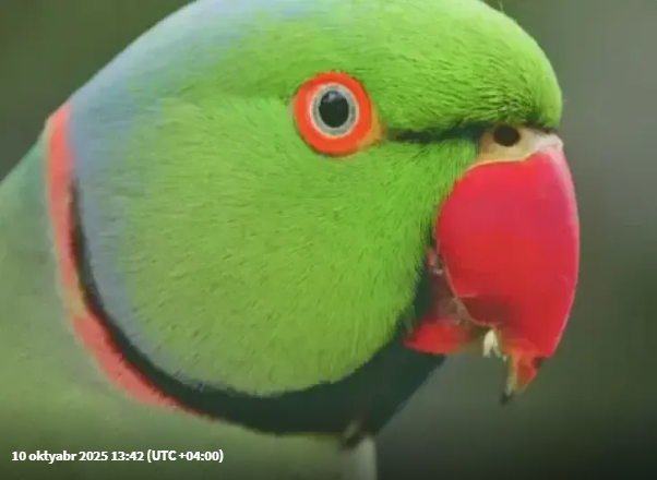 Castin Biberin "Baby" mahnısını oxuyan TUTUQUŞU