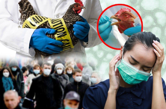 Tayvanda quş qripi yayılıb