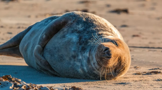 Xəzər sahilində yenidən suitilərin kütləvi ölümü aşkarlanıb - VİDEO