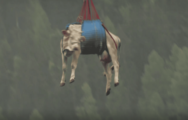 Uçan inəklər: bu, dünyanın sonu deyil, lakin... - VİDEO