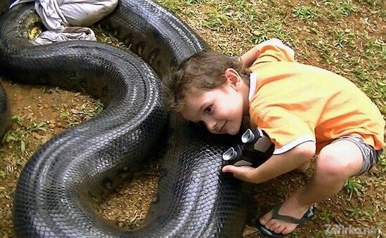 Müəllim anakonda tutdu: Həmin gün dostunun... - FOTO