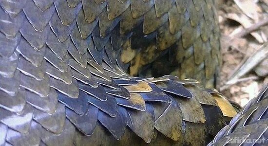 Müəllim anakonda tutdu: Həmin gün dostunun... - FOTO