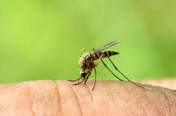 İslandiyada ilk dəfə ağcaqanadlar görünüb