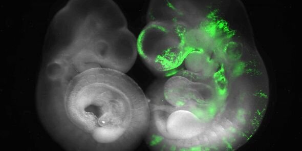 Çində iki DNT dəstindən ximera meymunu yaradıblar - FOTO