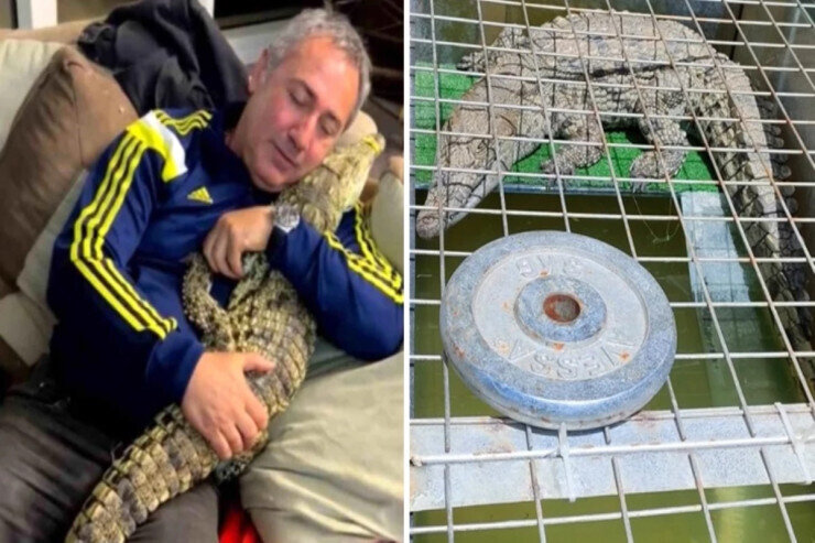 Timsahla küçədə gəzib videosunu paylaşan şəxs həbs olundu