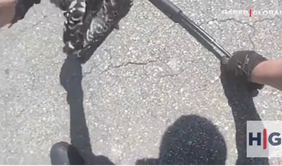 İlanın boğmağa çalışdığı şahin son anda xilas oldu - VİDEO