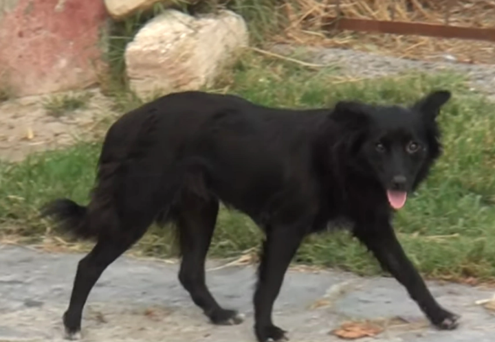 Bərdə sakinləri sahibsiz itlərin hədəfində