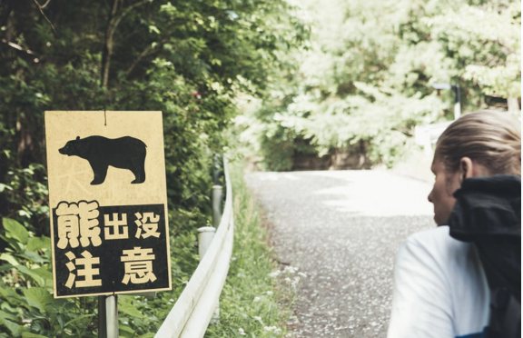 Yaponiyada kritik vəziyyət: Vəhşi ayılara qarşı ordu göndəriləcək