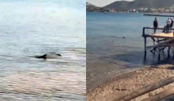 Türkiyənin məşhur turizm bölgəsində sahilə yaxın ərazidə köpəkbalıqları görüntüləndi