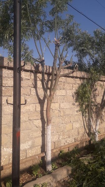 "Azrabitə Servis" MMC vətəndaşın ağaclarını kəsdi - ŞİKAYƏT