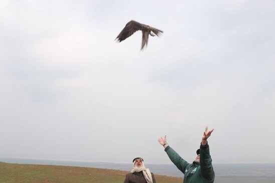 Qətər səfiri şahin quşlarını Azərbaycanda vəhşi təbiətə buraxdı - FOTO