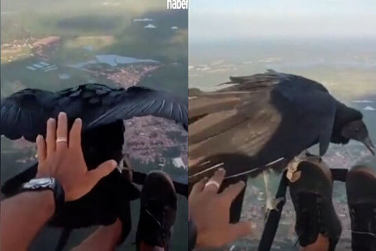 Ekstrim həvəskarını səmada müşayiət edən qara kərkəs - VİDEO