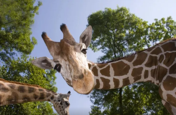 Gündə 30 dəqiqə yatır, həftədə bir neçə dəfə su içirlər - Ən dözümlü heyvan