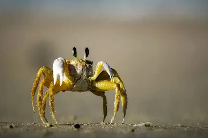 Yuxuda xərçəng görmək nə deməkdir?