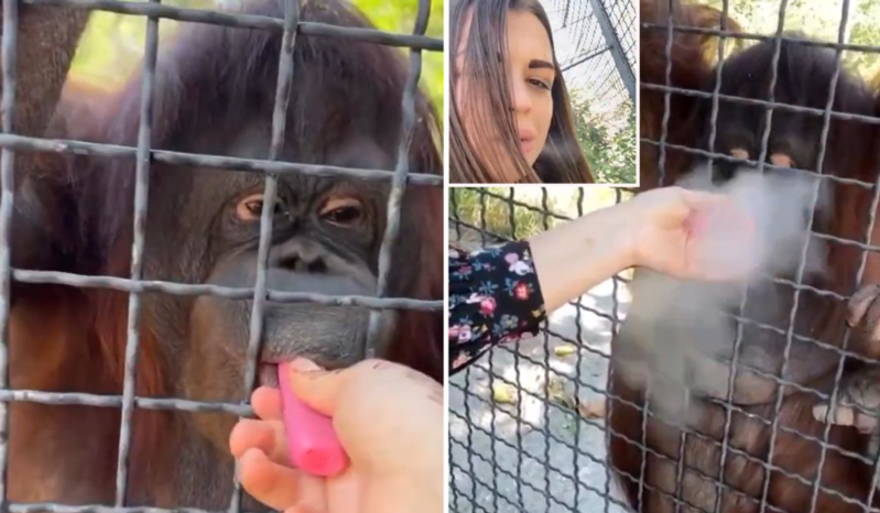 Nəsli kəsilmək təhlükəsi altında olan oranqutana elektron siqaret verən məşhur boksçu tənqid atəşinə tutulub - VİDEO