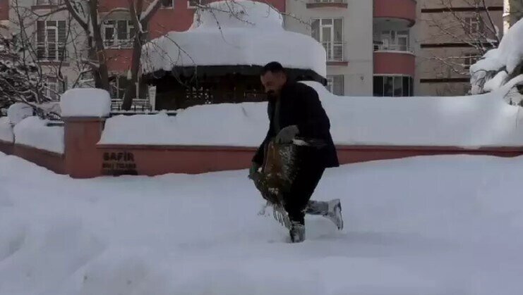 Yaralı qızıl şahin xilas etdi