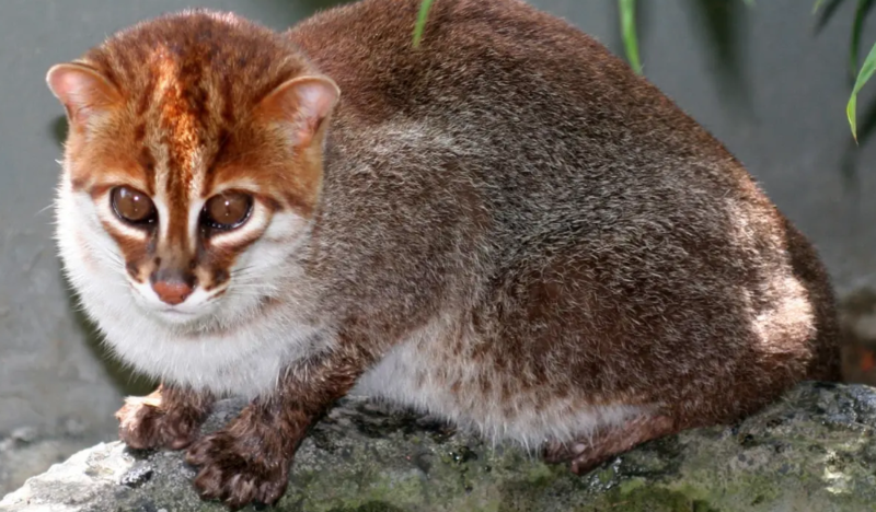 Nəslinin tükəndiyi düşünülən pişik cinsi 30 ildən sonra yenidən görüntülənib