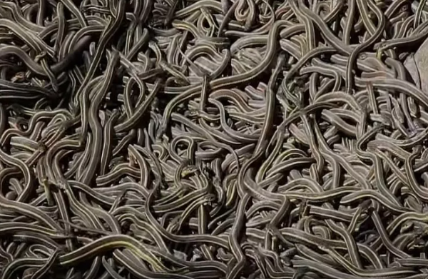 Yazda on minlərlə ilan bir anda yerin altından çıxır