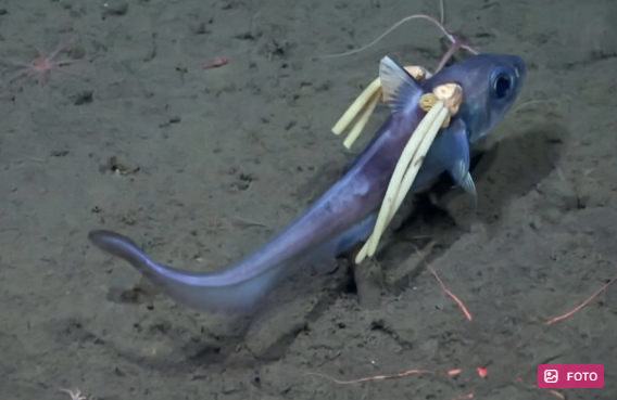 Okeanın dərinliklərində "sualtı möcüzələr diyarı" tapıldı