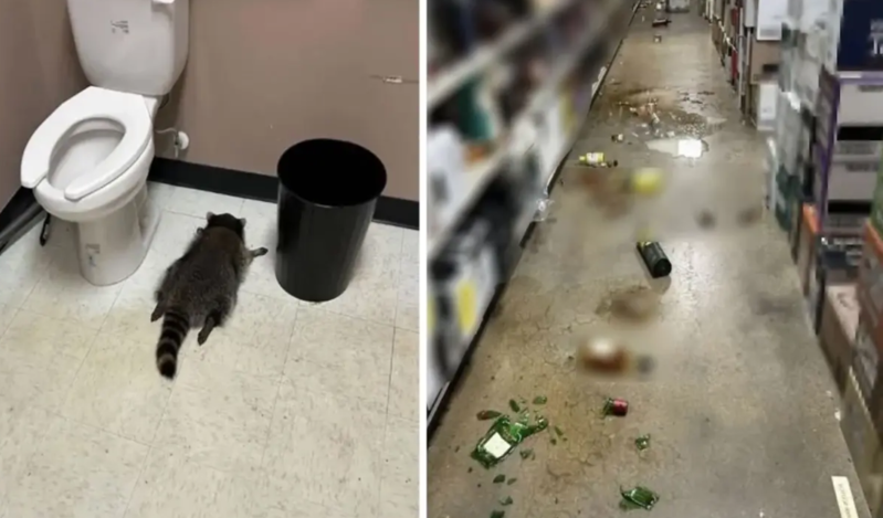 Bu "cinayət"i insan yox, o törədib - VİDEO