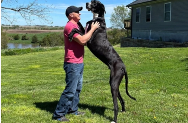 Dünyanın ən hündür iti öldü