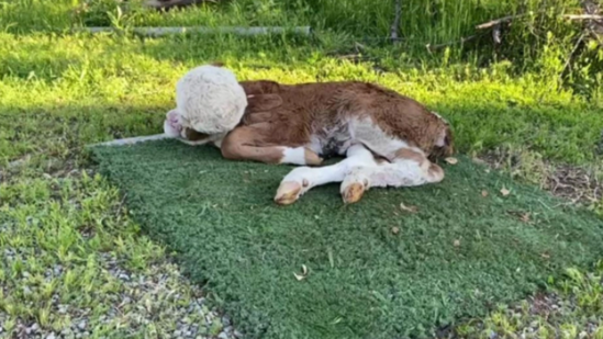 Beyni dəri altında, gözsüz... - Yeni doğulan buzov görənləri QORXUTDU - VİDEO