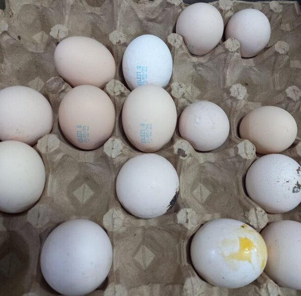 "Giləzi" quşçuluq saxta məhsullarla insanları necə aldadır? - ARAŞDIRMA - FOTOLAR