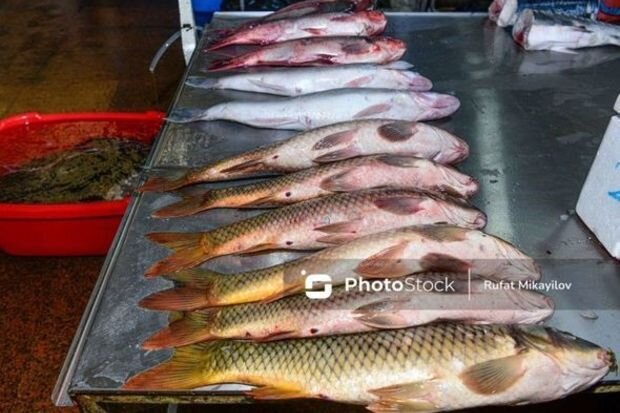 Bazarlarda Xəzər dənizindən tutulmuş yerli balıqlar tapılmır - VİDEO