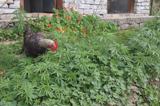 Toyuqlara dərman əvəzinə çətənə bitkisi verildi