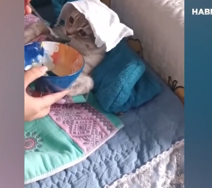 Xəstə olan pişiyə görün necə qulluq etdilər