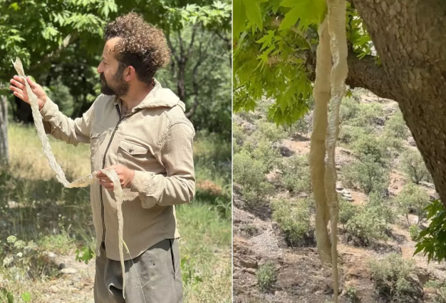 Bu ərazidə ən zəhərli ilana aid iz aşkarland - VİDEO