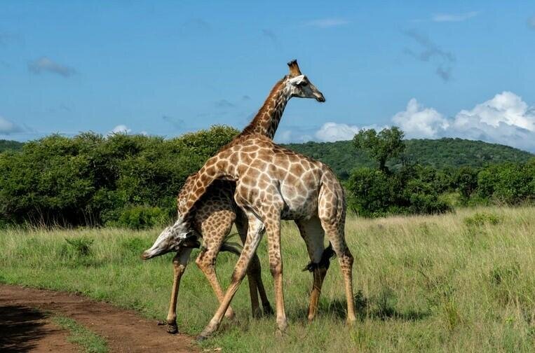 Heç bilirsiniz zürafənin boynu niyə uzundur? - Alimlər sirri açdı
